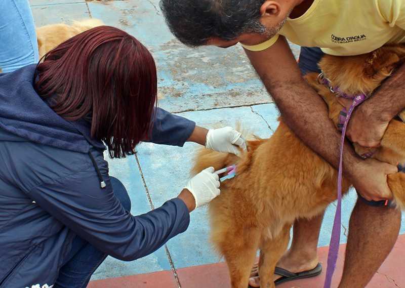 Cadastro para castração de cães e gatos começa amanhã, em Ladário, MS