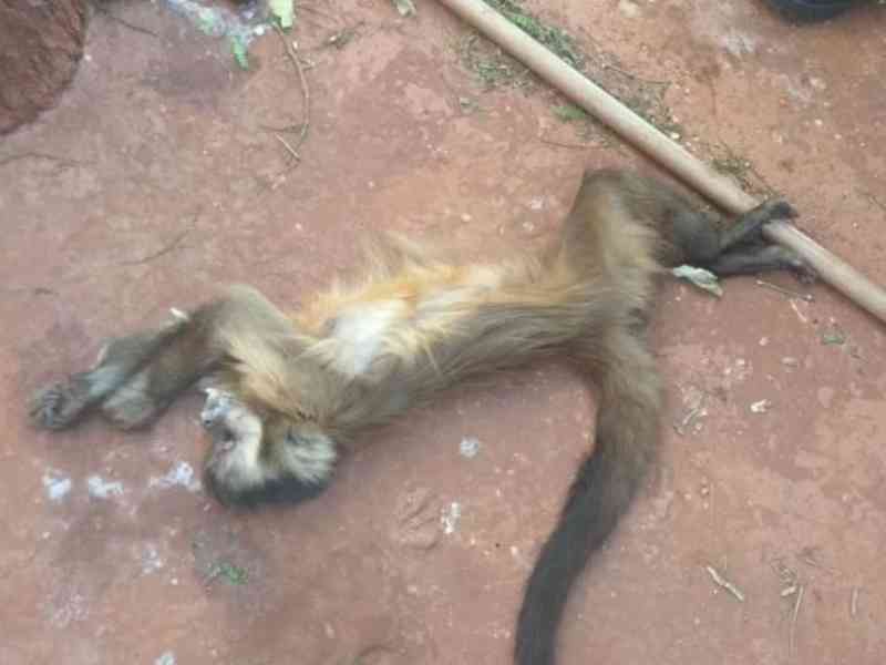 Macacos encontrados mortos em MS foram envenenados