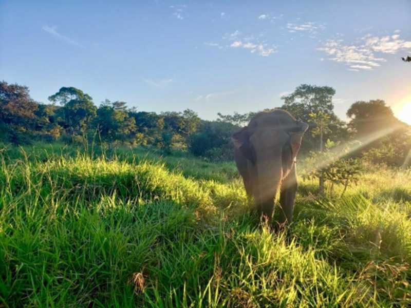 Santuário de elefantes abre vaga para tratador de animais