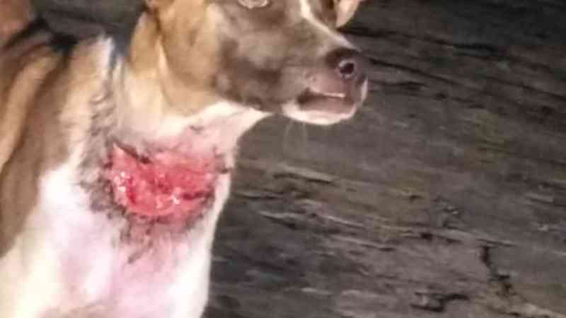 Homem cria cachorros amarrados sem da comida e água em Guarabira, PB