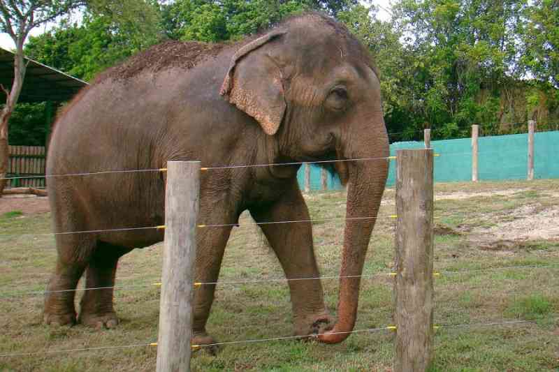 Símbolo da Bica, elefanta Lady inicia sua jornada para nova vida em santuário