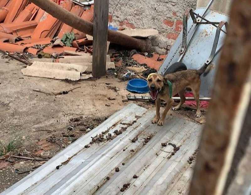 Salvador, cãozinho que sofria maus-tratos, foi resgatado pela Polícia Civil. — Foto: Divulgação/Polícia Civil