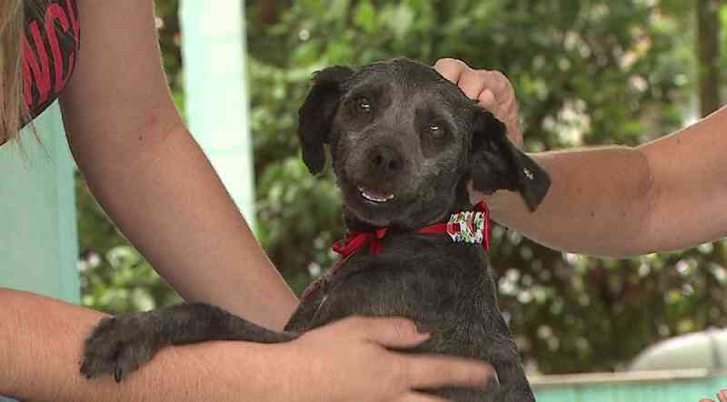 Cadela é adotada após ser gravada com focinho amarrado por tecido e acorrentada, em Ponta Grossa, PR
