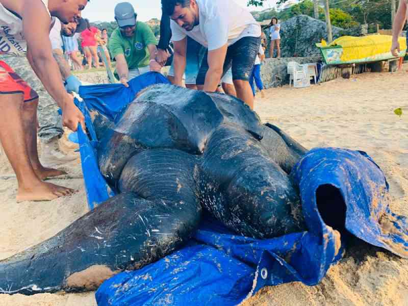 Tartaruga de 420 kg é encontrada morta em praia de Búzios, no RJ