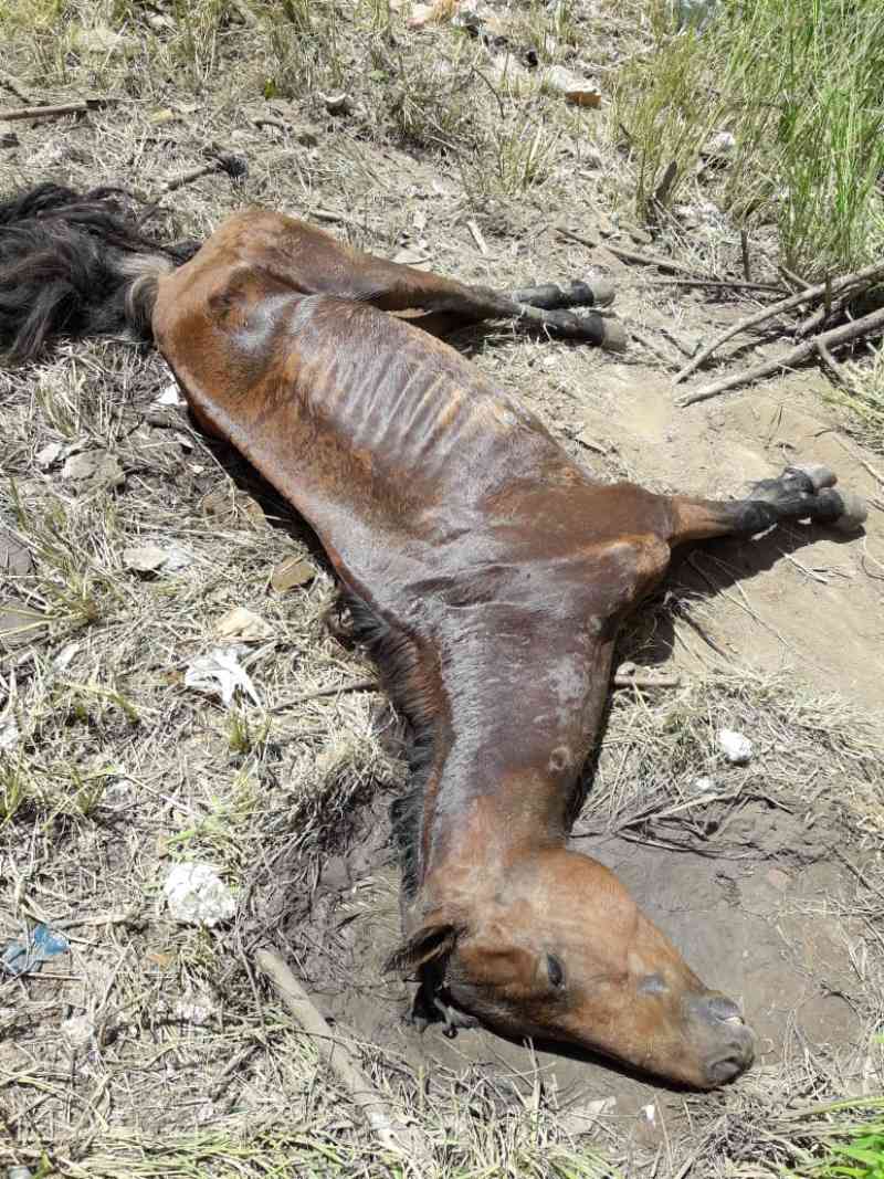 Vereadora aciona Polícia após encontrar égua morta em Campos dos Goytacazes, RJ