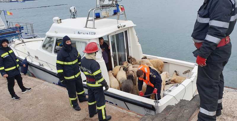 Animais estão sendo retirados do Queen Hind, navio de carga que tombou no Mar Negro — Foto: IGSU Romania / AFP