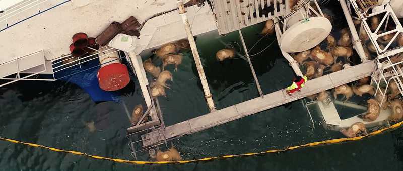 Imagem aérea mostra ovelhas boiando na água após o navio Queen Hind virar na Romênia — Foto: Claboo Media/Reuters
