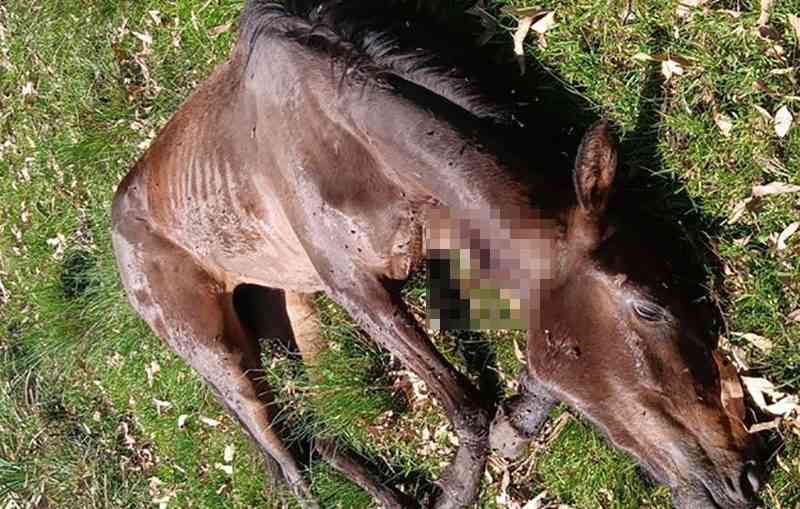 Cavalo gravemente ferido é abandonado nas proximidades do Parque de Exposições em Rosário do Sul, RS