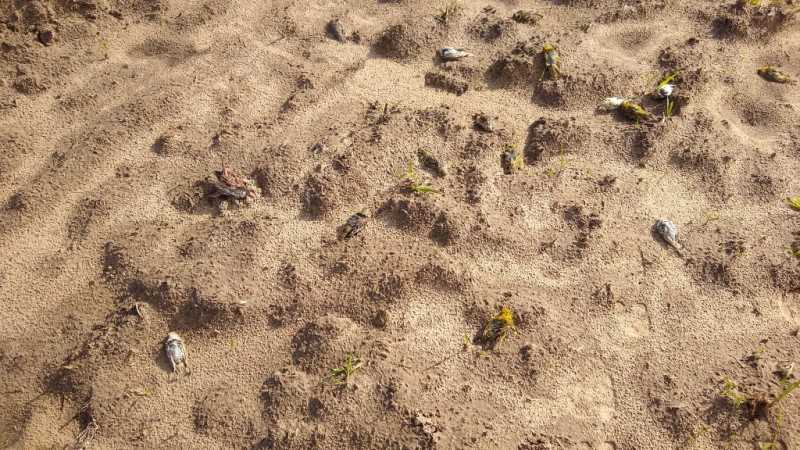 Mais de 250 aves silvestres são encontradas mortas em lavoura de Palmares do Sul, RS