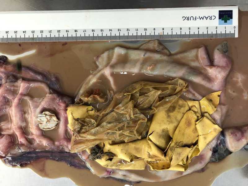 Tartaruga morre com plástico no intestino após ser resgatada na praia do Cassino