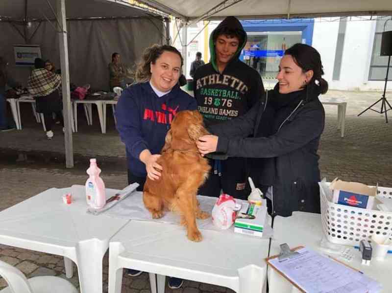 Florianópolis (SC) oferece consulta veterinária de graça para cães de pessoas em situação de rua