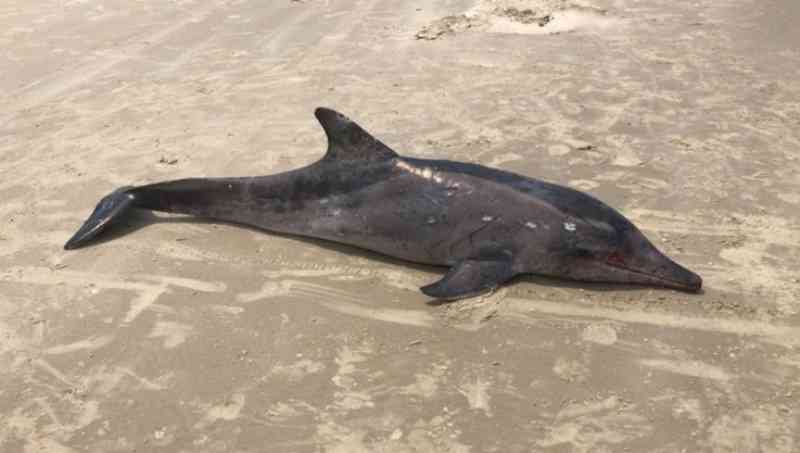 Golfinho-de-dentes-rugosos é encontrado morto em praia de Imbituba (SC), no terceiro caso com a espécie em quatro anos
