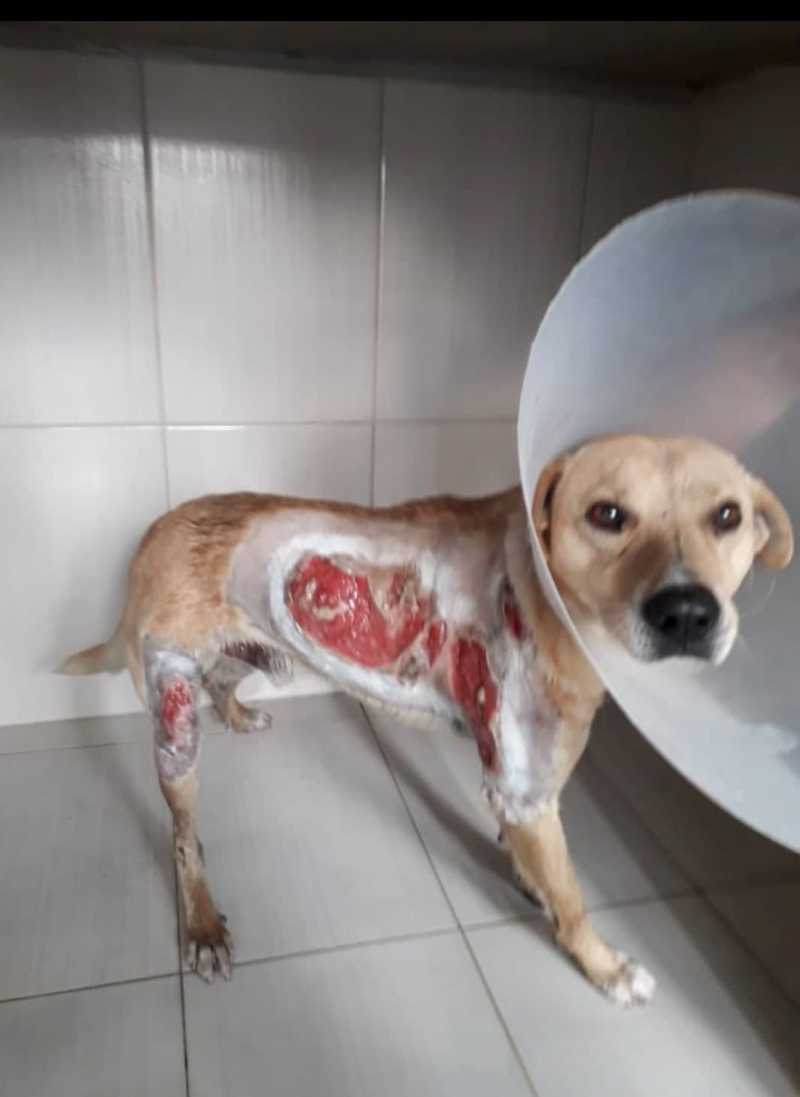 Cão sofre queimaduras pelo corpo, sobrevive e precisa de um lar, em Tubarão, SC
