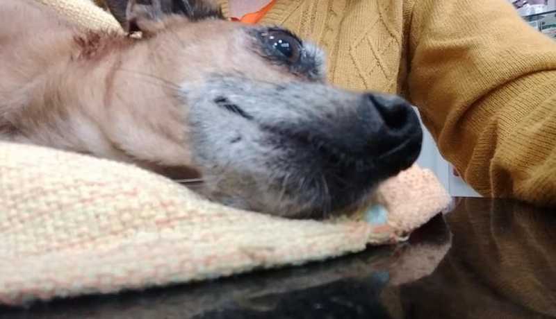 Cão é resgatado com diversos ferimentos e Grupo Bem-Estar Animal busca por seus tutores, em Xanxerê, SC