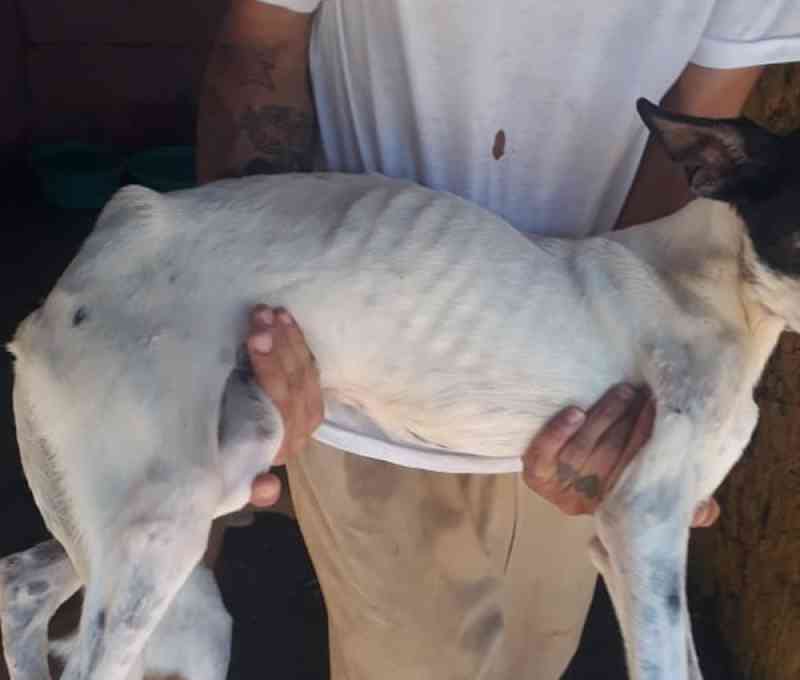 Mais de 20 gatos e cães são resgatados com sinais de maus-tratos em Marília, SP