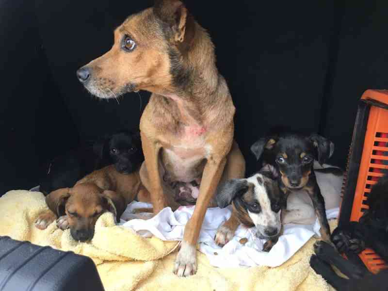 Secretaria de Meio Ambiente resgata família de cães abandonados em terreno baldio em Presidente Prudente, SP
