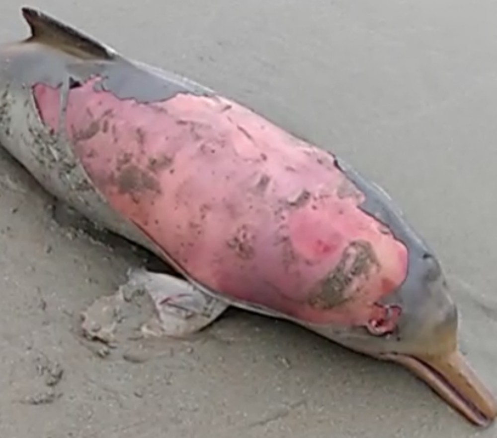 Filhote de golfinho ameaçado de extinção é encontrado morto em Bertioga, SP