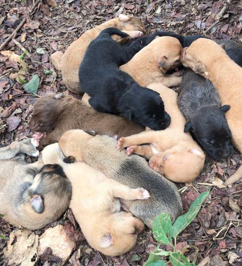 Cadela abandonada com 11 filhotes é resgatada às margens de avenida em Cabreúva , SP