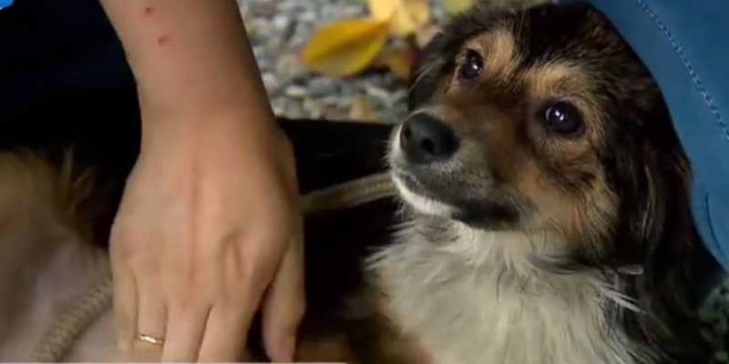 Após ser espancada, cadela filhote é resgatada na Grande São Paulo