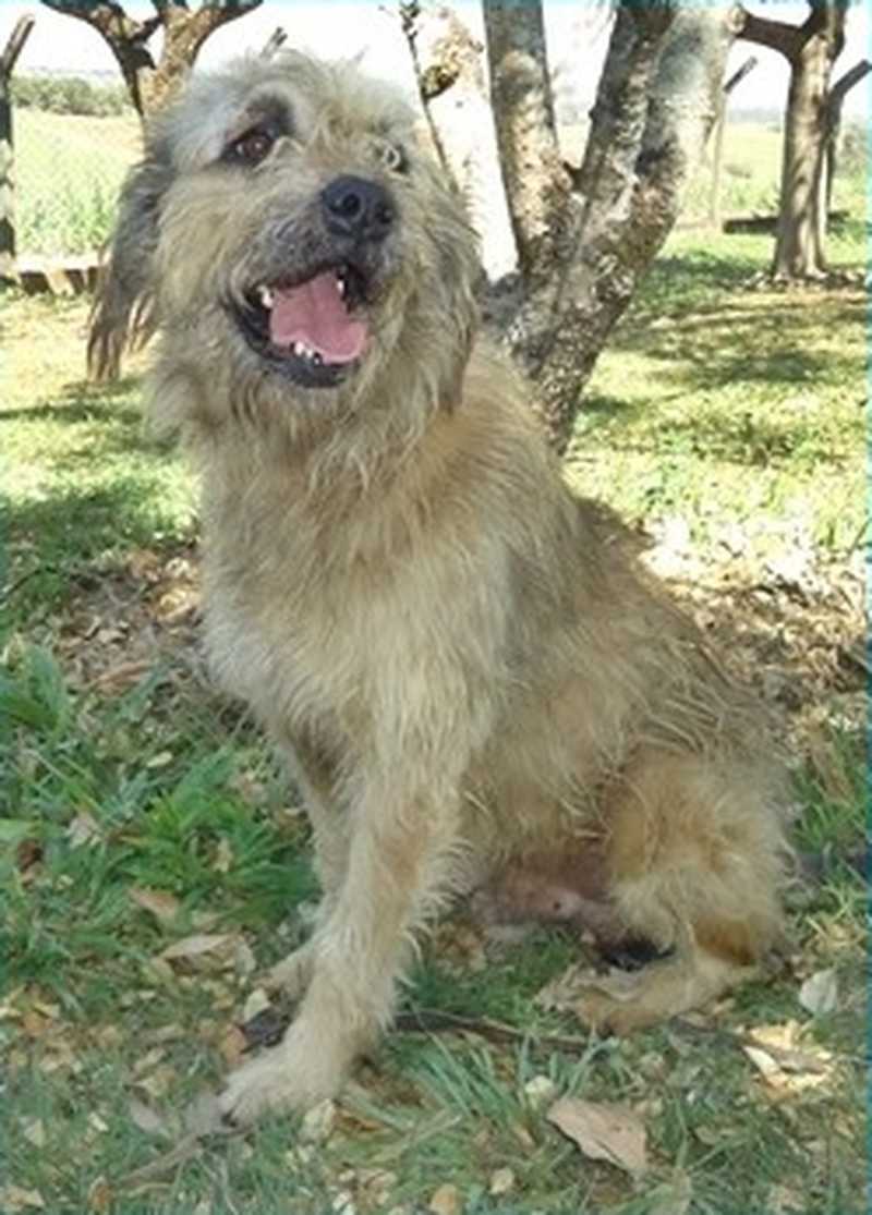 Thunder Dog foi abandonado doente no Bosque dos Lenheiros, mas agora está recuperado e disponível para adoção no CCZ de Piracicaba — Foto: Reprodução/ Facebook