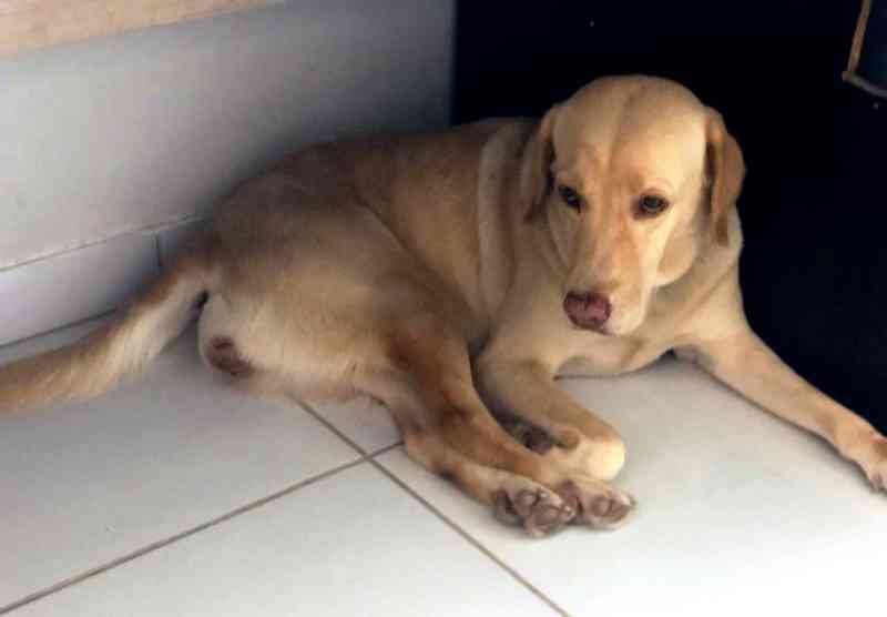 Leishmaniose: exame de laboratório particular contesta CCZ e salva cadela de ‘sentença de morte’ em Araguaína, TO