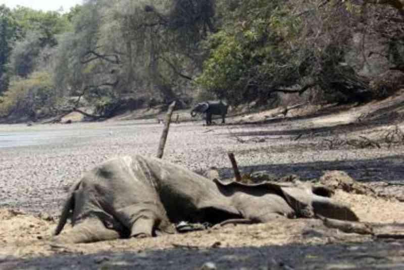 Zimbabué: Seca matou 200 elefantes e ameaça devastar vida selvagem do país