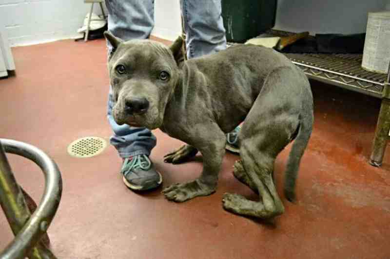 Cão ficou com o corpo todo torto após ser obrigado passar 2 anos preso em uma gaiola