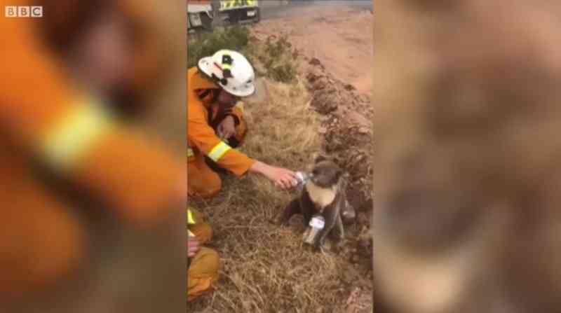 Bombeiros dão água para coala resgatado de incêndios na Austrália