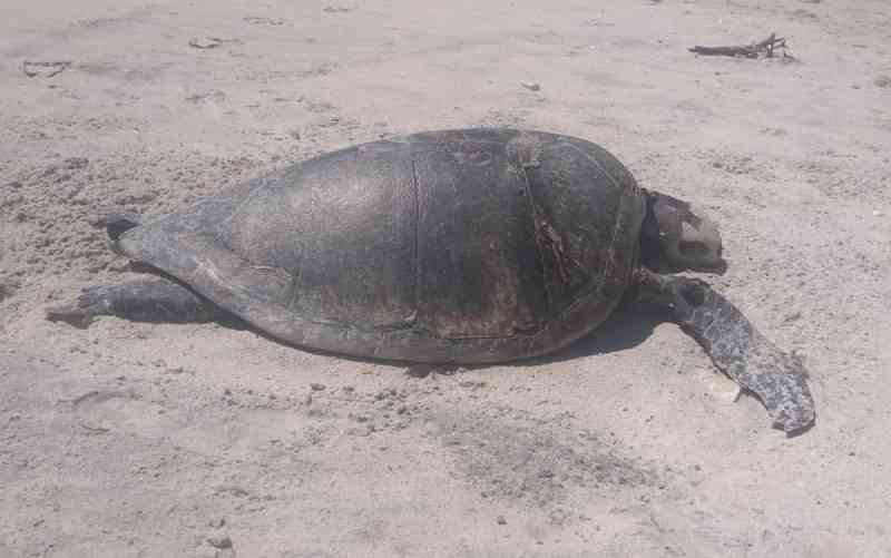 Aves e tartaruga marinha são achadas mortas em praias de Ilhéus, na Bahia