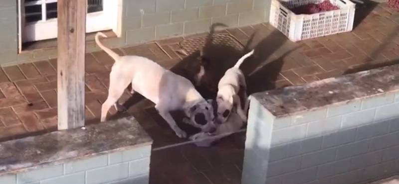 Seis cachorros da raça pit bull são resgatados de maus-tratos no DF