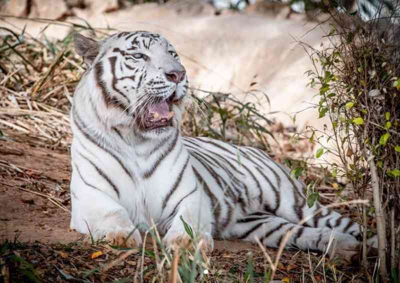 Laudo sobre morte dos tigres Dandy e Maya, do DF, aponta perda de sangue e ‘estresse agudo’
