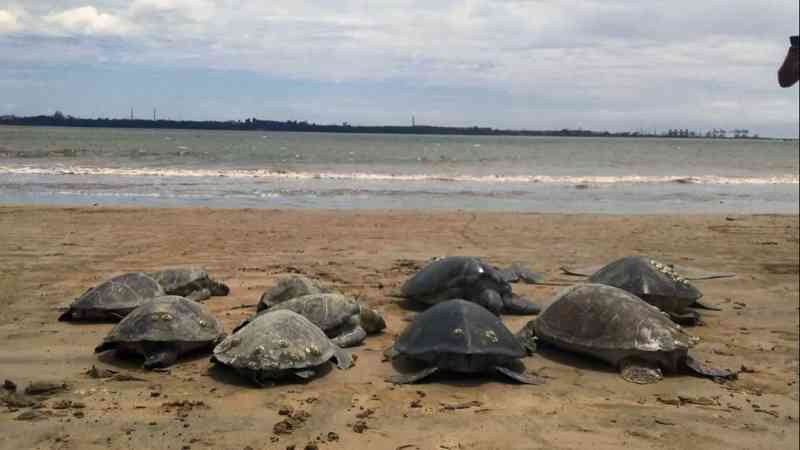 Tartarugas, arraias e peixes são encontrados mortos em rede de pesca ilegal em Vitória, ES