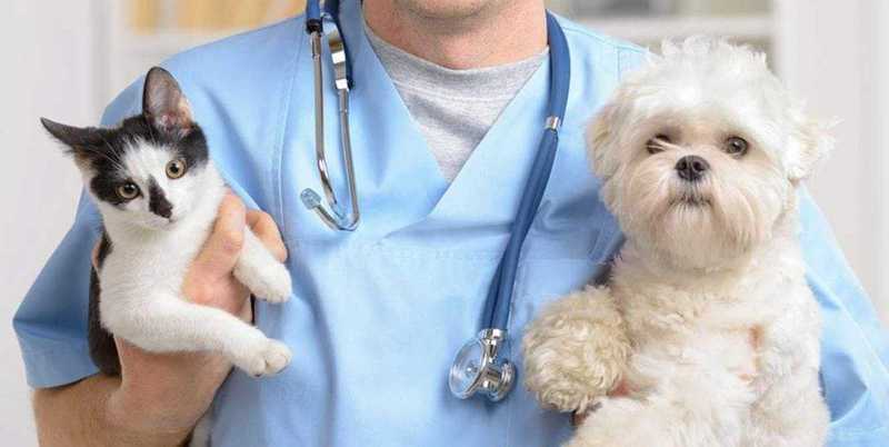 Vila Velha (ES) terá atendimento veterinário para animais abandonados, que vão para adoção