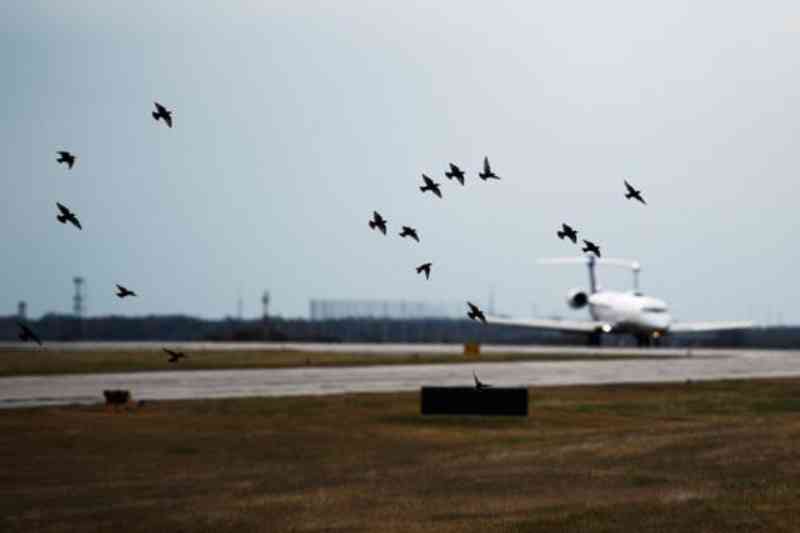 Pombas, veados e abutres são mortos em aeroportos da Carolina do Sul (EUA) devido à disposição geográfica