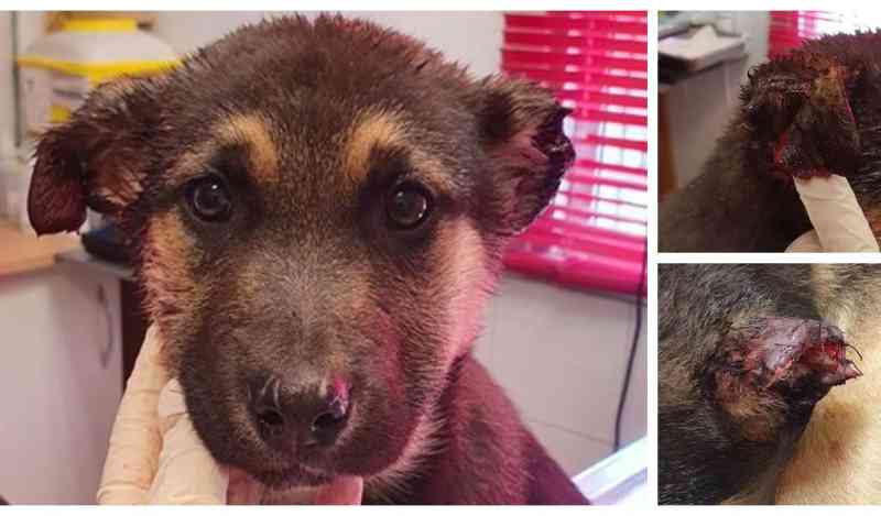 Nova agressão a um cão em cidade espanhola, cortaram as orelhas de um filhote