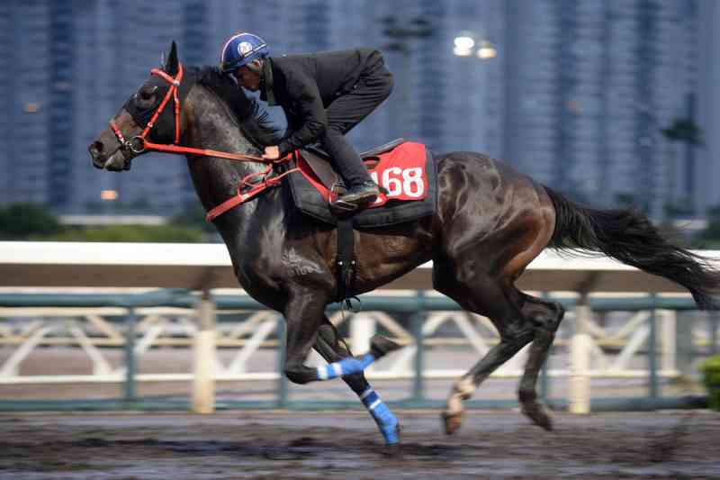 Morte em corrida de cavalos em Hong Kong desencadeia pedido de investigação após cavalo quebrar sua pata durante a corrida Happy Valley