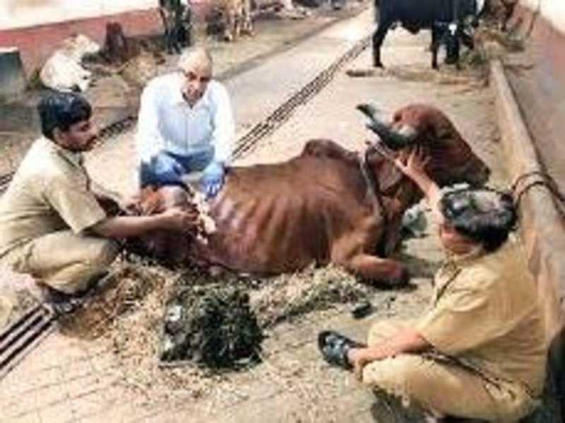 18 kg de plástico removido do estômago de uma vaca na Índia