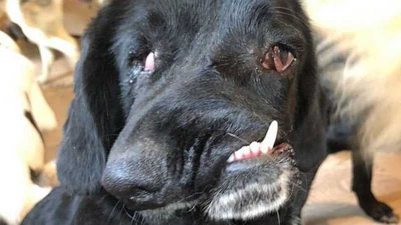 Abrigo faz um apelo para que cadela com ‘focinho amassado’ seja adotada