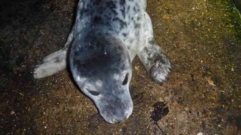 Um filhote de foca ferido morre assustado com os humanos: eles queriam tirar uma selfie