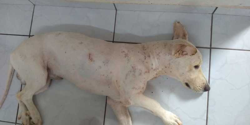 Cachorro é resgatado após ser esfaqueado pelo tutor em Ituiutaba, MG