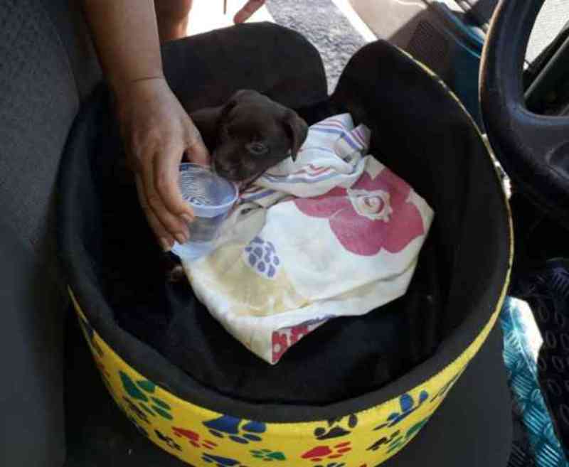 Filhote de cachorro é deixado trancado em carro e moradores resgatam animal