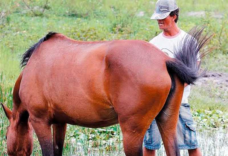 Zoofilia: homem é preso por estuprar égua amarrada em árvore em Mato Grosso