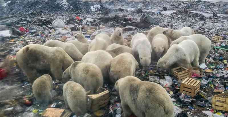 Ursos polares são forçados a comer plástico