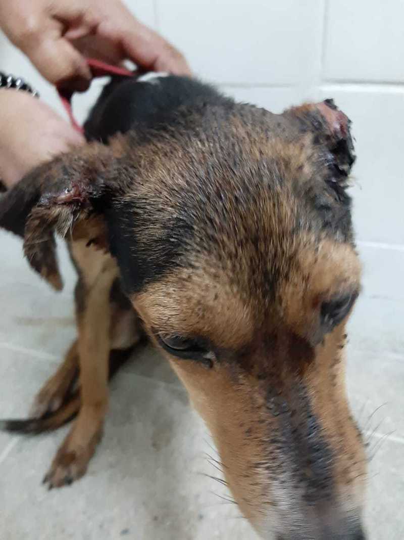 ONG resgata cachorrinha que teve a orelha decepada a golpe de facão em João Pessoa, PB