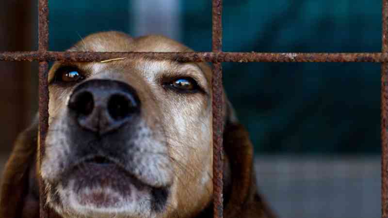Portugal: Centros de recolha de animais com meio milhão para esterilizações