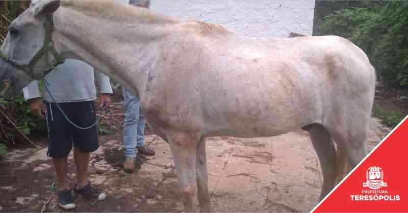 Tutor de cavalo que sofreu maus-tratos é identificado pela COPBEA e encaminhado para delegacia, multado e responderá a inquérito policial