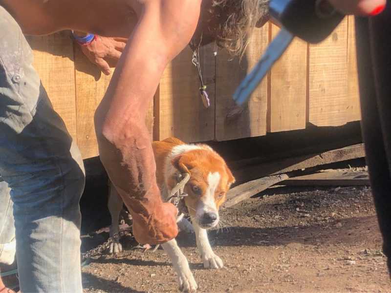 Cadelas amarradas debaixo de uma casa e em galinheiro são resgatadas em Fontoura Xavier e Soledade, no RS