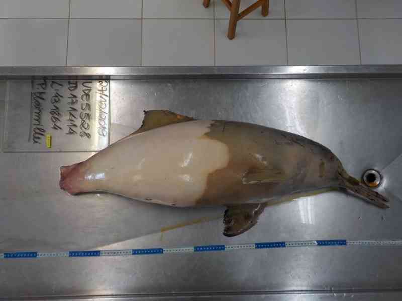 Projeto de monitoramento divulga laudo sobre morte de toninha em Laguna, SC