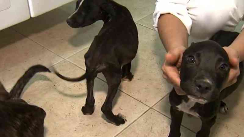 Maus-tratos: 4 cães pit bull desnutridos são resgatados de casa em Jundiaí, SP