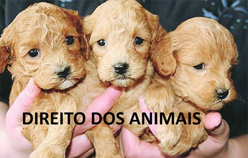 Direito dos animais poderá ser matéria escolar em São Caetano do Sul, SP